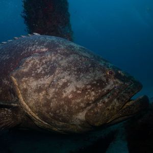 Meet your Posher, Pat